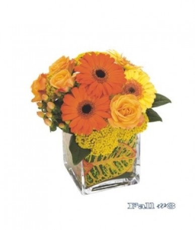 D2F Standard Product 103